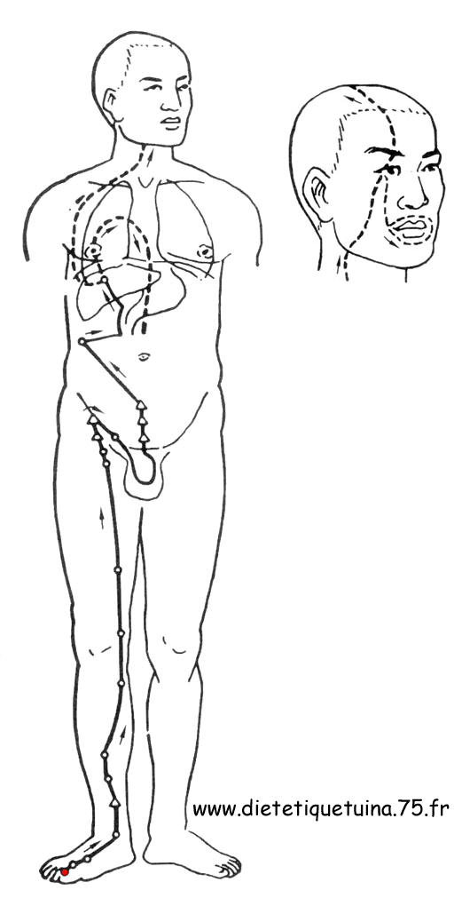 Le méridien du foie