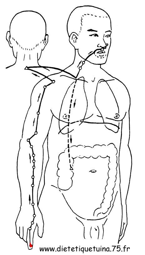 Le méridien du gros intestin