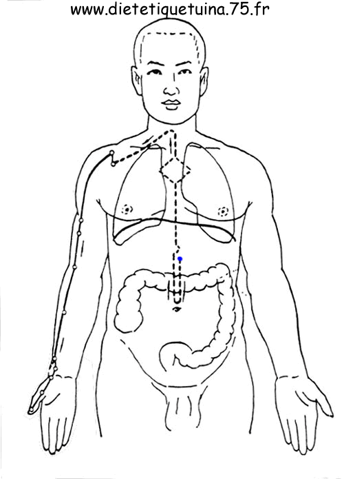 Le méridien des poumons