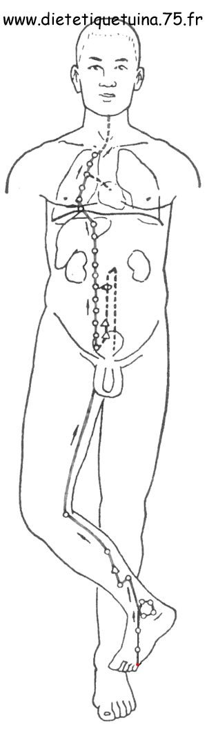 Le méridien des reins