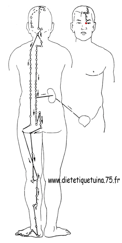 Le méridien de la vessie